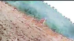 Js B Kendalikan Alat Berat Rusak Sungai Kuning dan Jn S Pengendali Peti